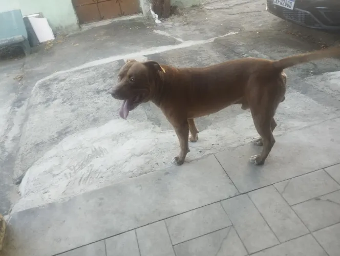 Procuro Namorada Pitbull 