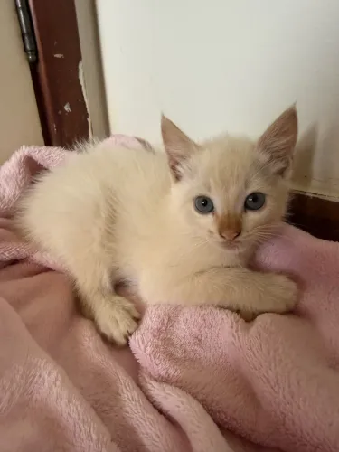 Filhote Gatinha de Olhos Azuis e Pelagem Clara - 2 Meses - Adoção