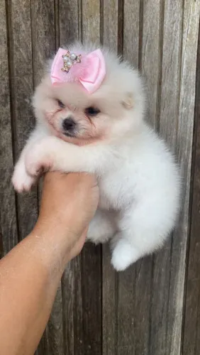 Lulu da pomerania
