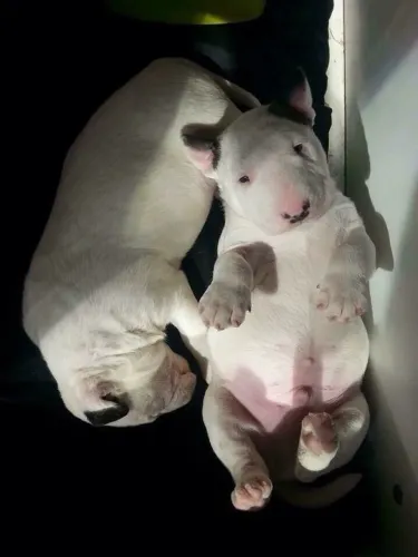 Bull Terrier Inglês Companhia que traz tranquilidade