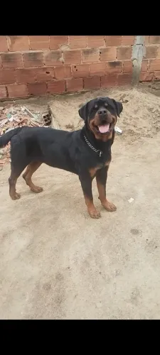 Rottweiler a procura de uma fêmea