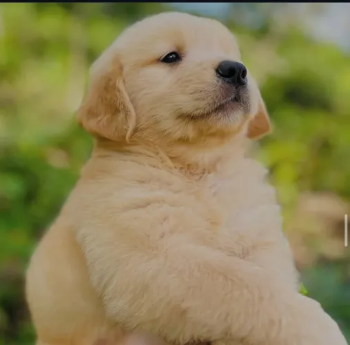 Golden com vacina e 2 meses