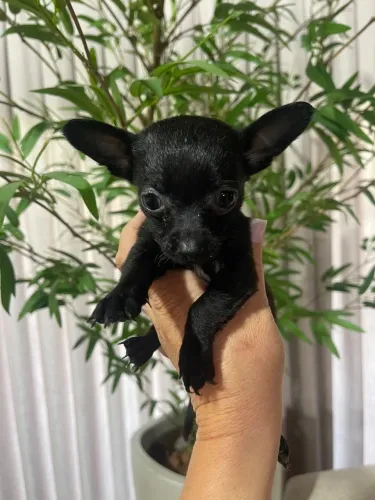 Chiuaua 