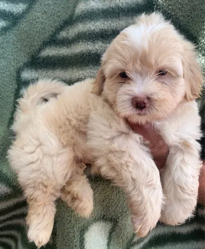 Filhotes de Lhasa Apso