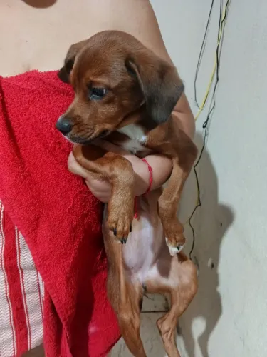 Doação Cachorra filhotes 