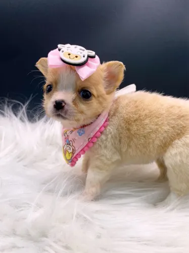 Chihuahua