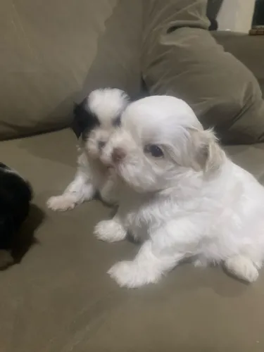 Filhote de Lhasa Apso