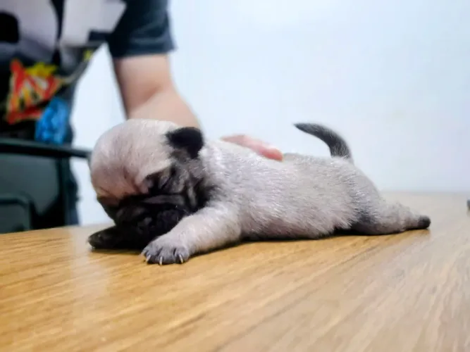 Filhotes de Pug - Reserva