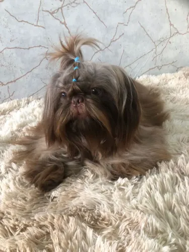 Filhotes cachorros raça Shih tzu