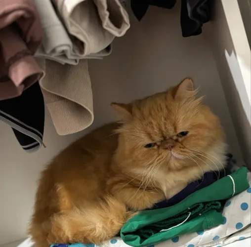 Gato persa puro