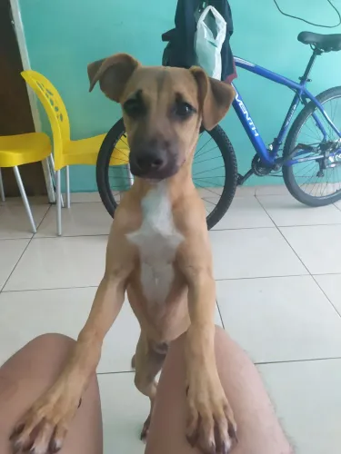 Doasse Cachorra