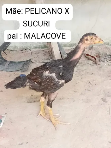 Vendo aves mura !