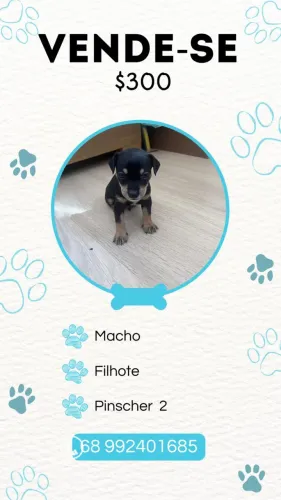 Vende-se cachorro pinscher 2