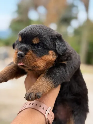 Filhotes dê rottweiler 