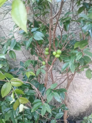 Pé de jabuticaba produzindo 70$