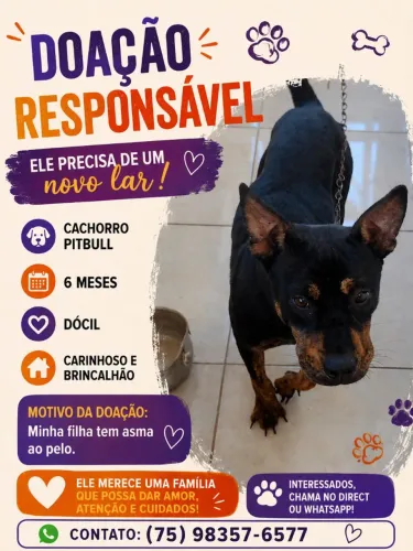 Doação de cachorro