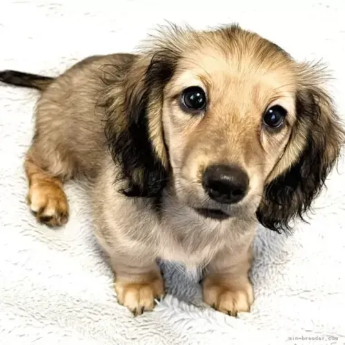 Filhotinhos dachshund/teckel/basset/salsicha/cofap super dócil
