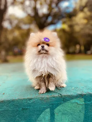 Spitz alemão anão