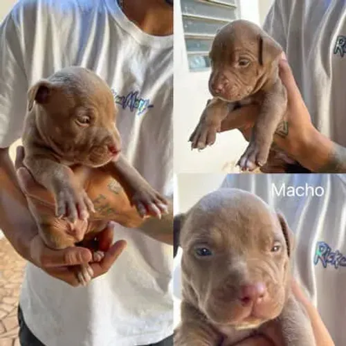 Filhote pitbul 
