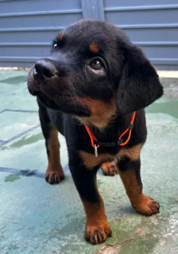 Filhote rottweiler femea