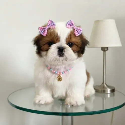 Shih Tzu minie alto padrão