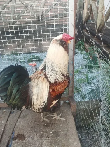 Americanas ovos azuis 