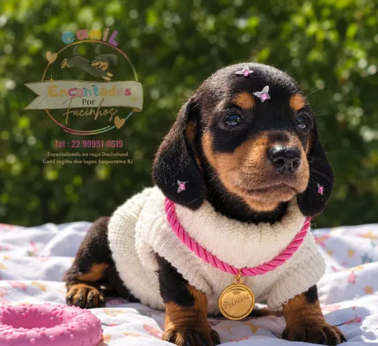 Dachshunds original fêmea 