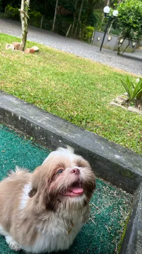 Shih-Tzu macho castrado - 6 meses
