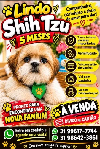 Venda shih tzu 5 meses 