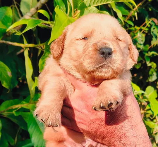 Golden Retriever Lindos Filhotes!!!! 