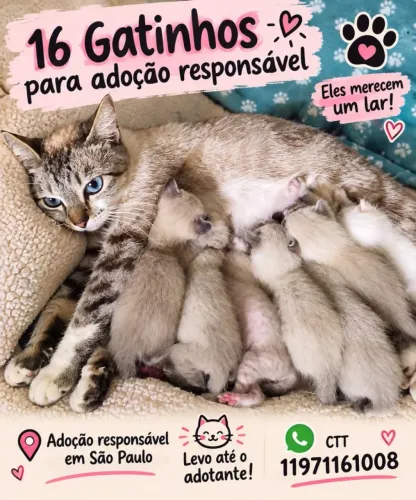 Adoção de gatinhos 