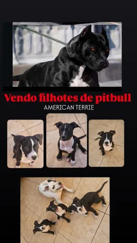 Vendo filhote de pitbull