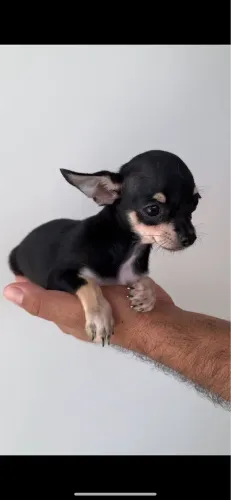 Chihuahua Machinho