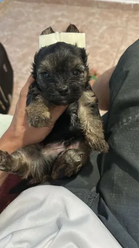 Yorkshire macho mini baby face 