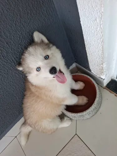 Husky por apenas R$2.000,00