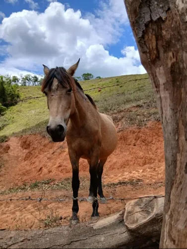Vendo Uma excelente Égua.