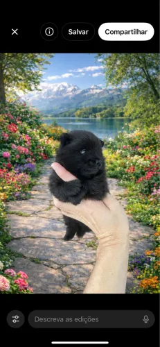 Vendo Lulu da pomerania