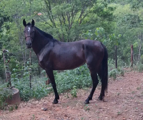Égua registrada ABCCMM - Boa de sela - Aceito negociação