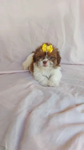 Filhote de cachorro fêmea shihtzu nariz marrom