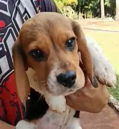 Beagle alegre