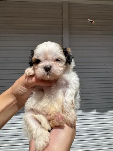 Shitzu