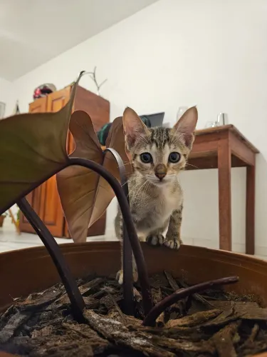 Gatinho Filhote Macho