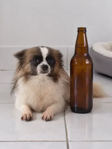 Chihuahua macho pelo longo micrinho 1 ano