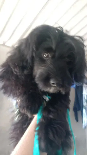 Vende-se poodle 