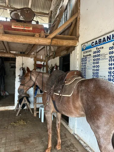 Égua quarto de milha pronta de laço 