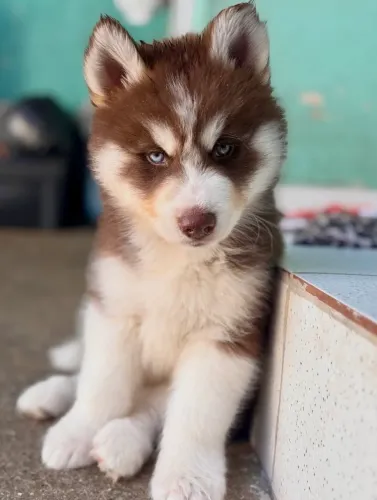 Filhotes de husky disponível