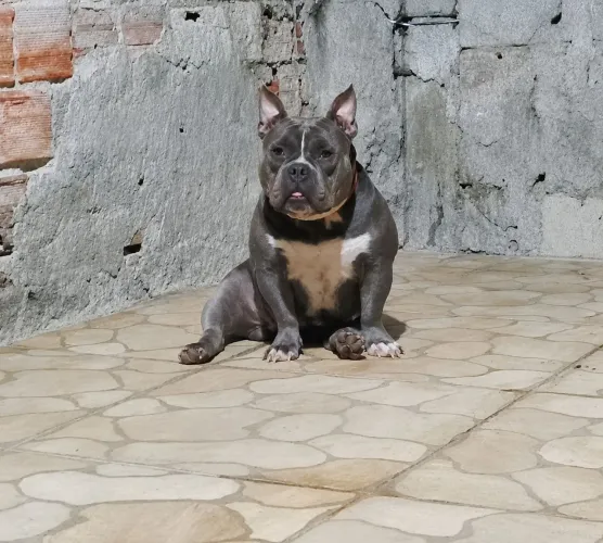 American Bully Micro