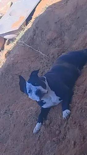 American Bully troco por Filhote de rottweiler