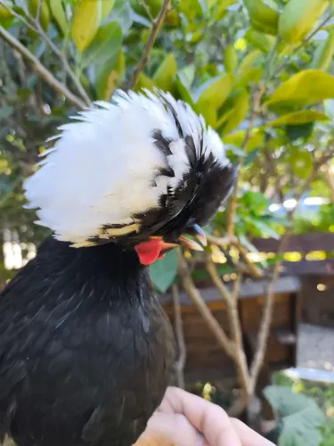 Pintinhos de polonesa bantam