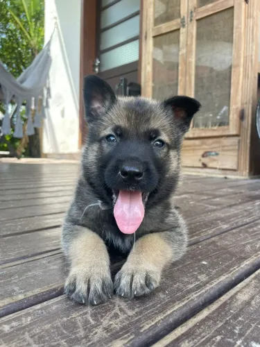 Pastor Malinois Filhotes em Florianópolis